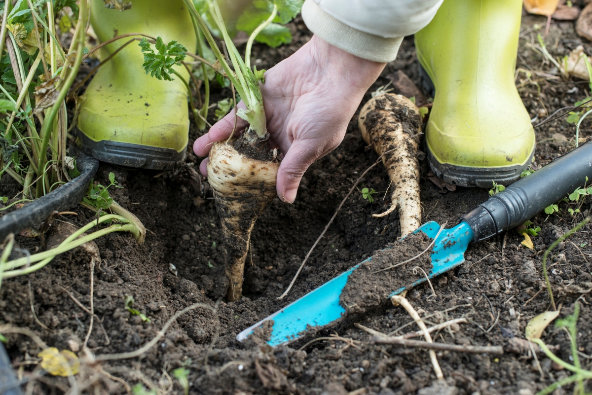 Jardinier arrachant un plant de panais du jardin avec un outil de jardinage à proximité.