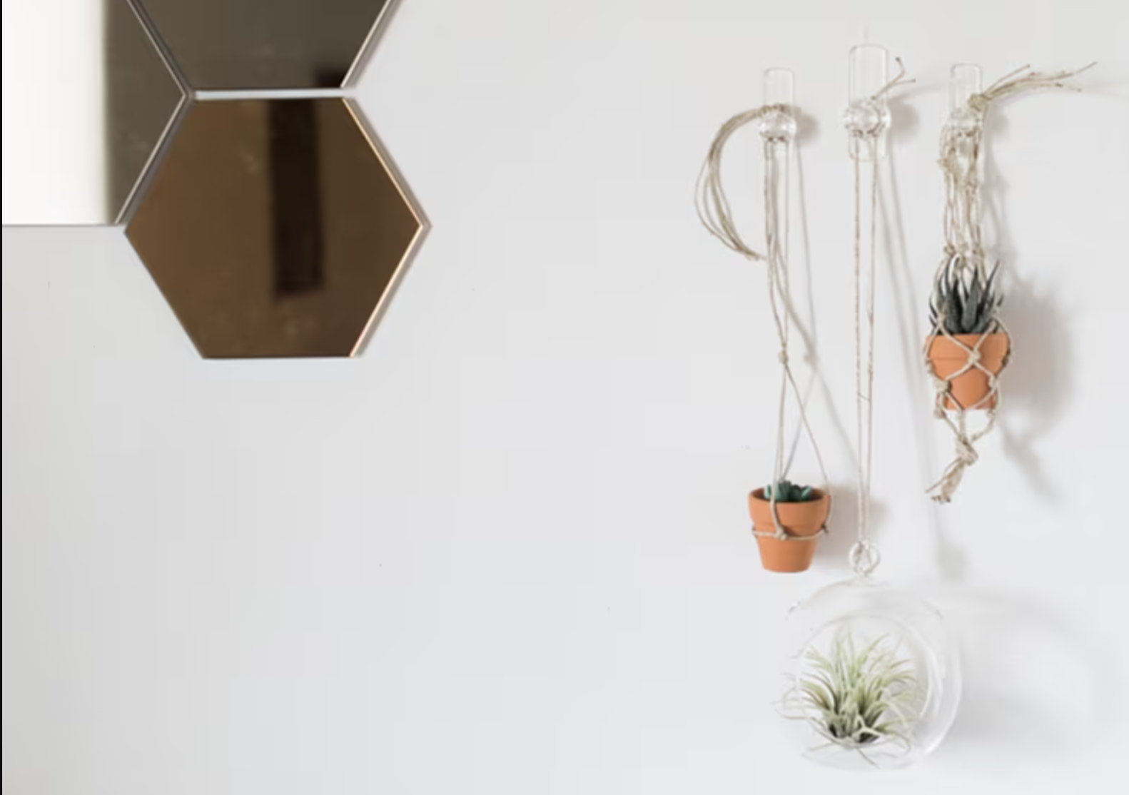 Plants hanging on command hooks