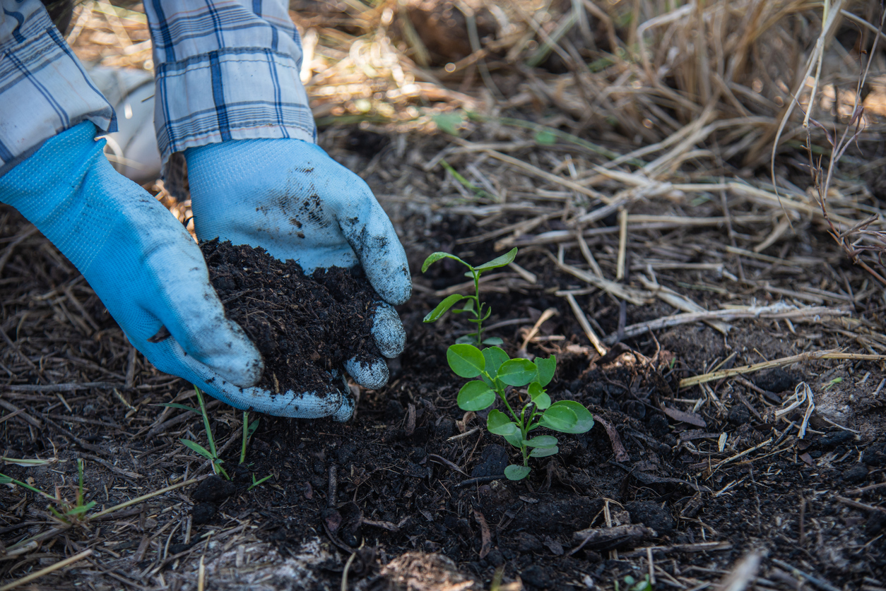 concept of hand planting trees increases oxygen and helps reduce global warming.