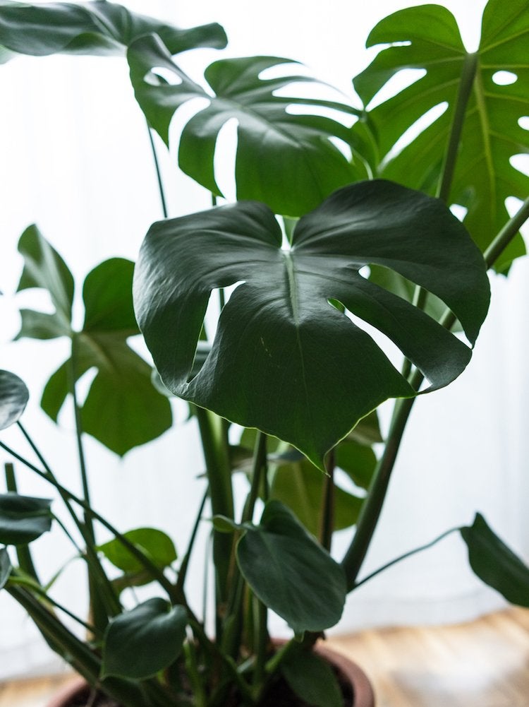 Count On These 25 Indoor Plants for Easy Color Year-Round