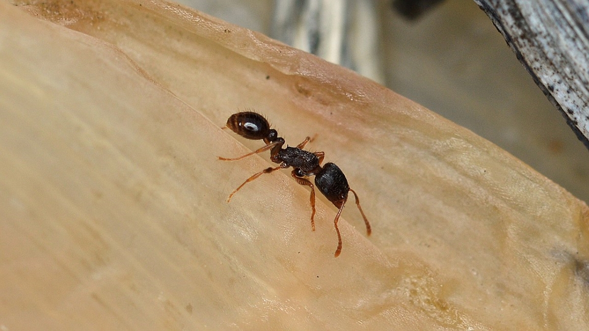 Black ant