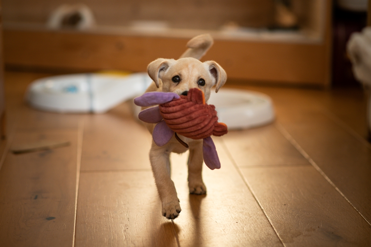 A puppy walking on hardwood floors with a toy in their mouth.