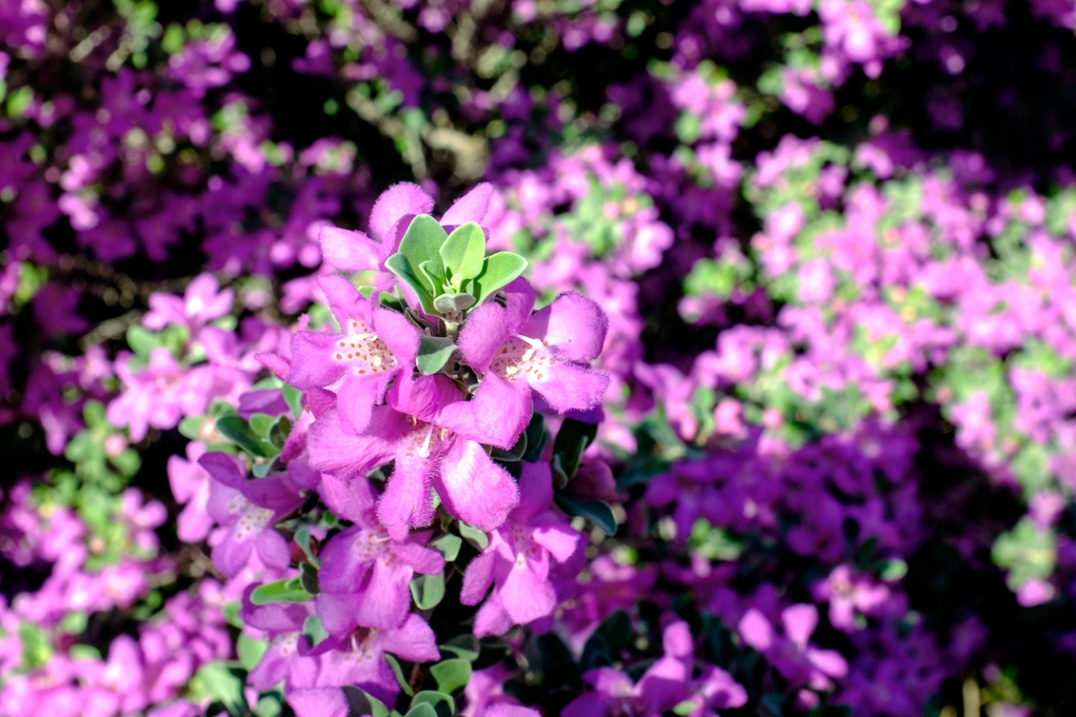 Purple Texas sage blooms in a bunch.