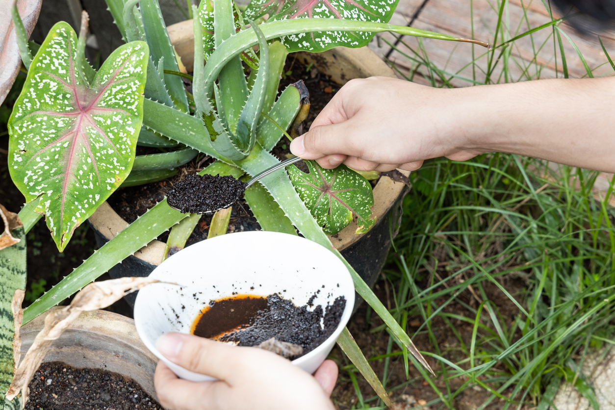 Point de vue d'un jardinier amateur ajoutant du marc de café usagé à une plante en pot.