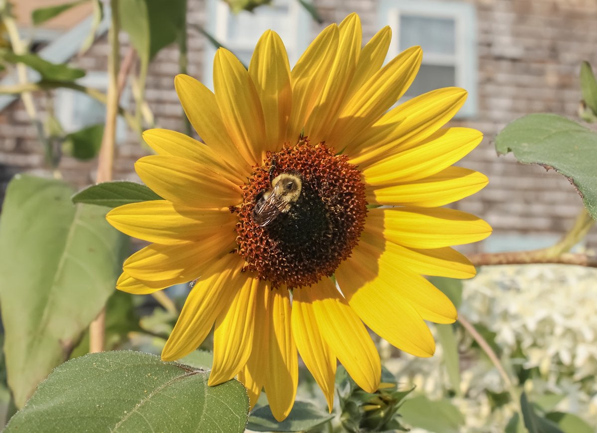 These 10 Flowering Plants Boast the Biggest Blooms