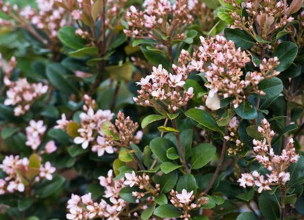 Indian Hawthorn (Rhaphiolepis indica)