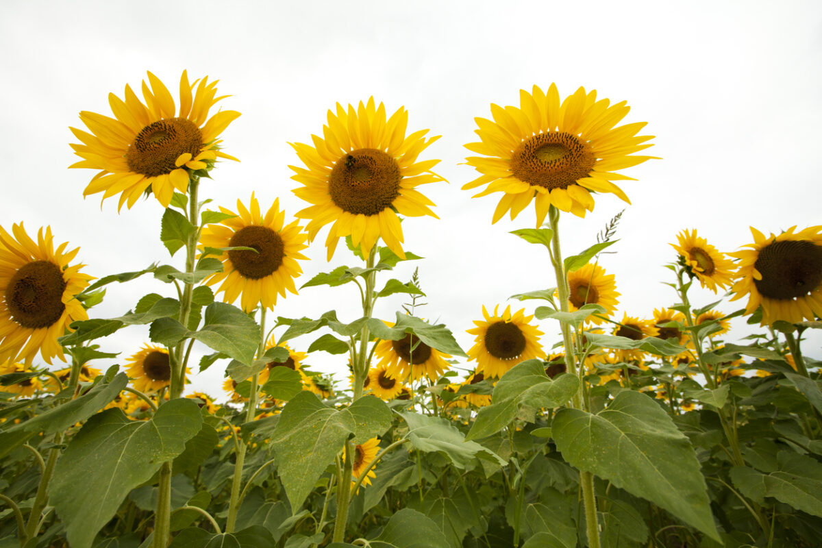 Sunflower Facts