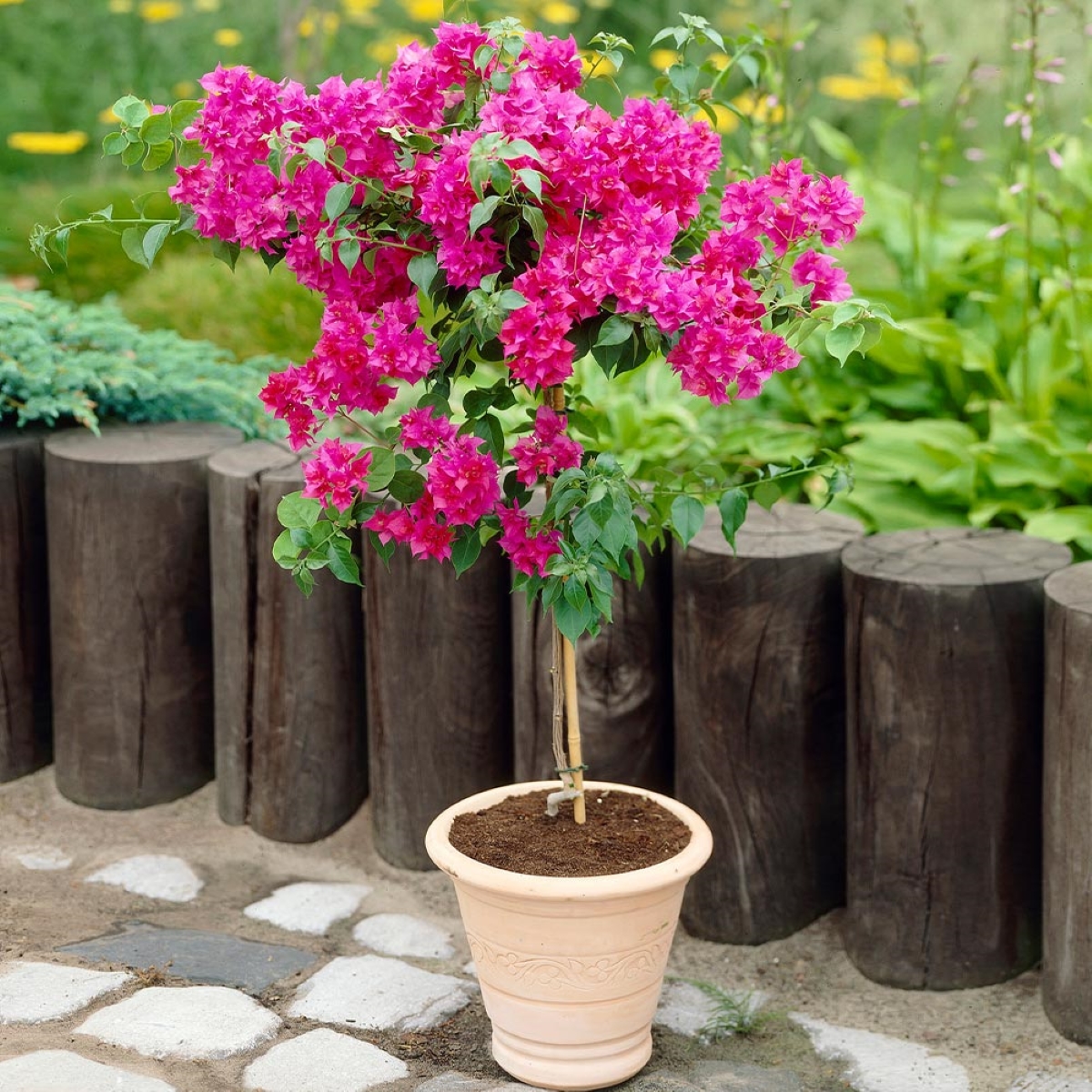 Arbre à fleurs roses en pot