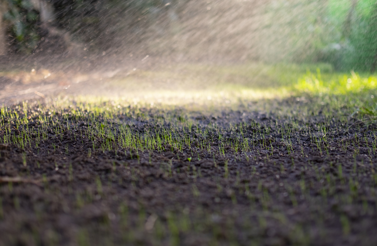 Watering newly grown grass.