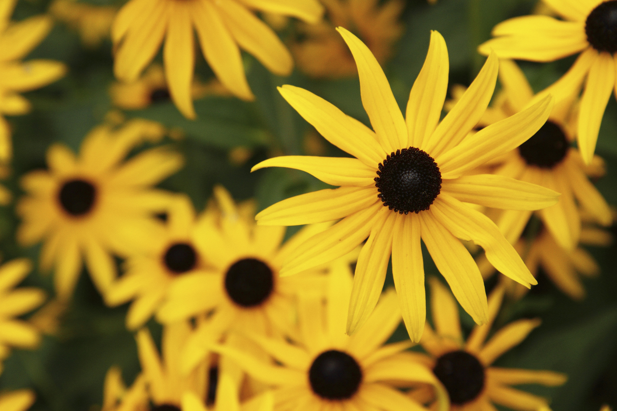 types of wildflowers black eyed susan