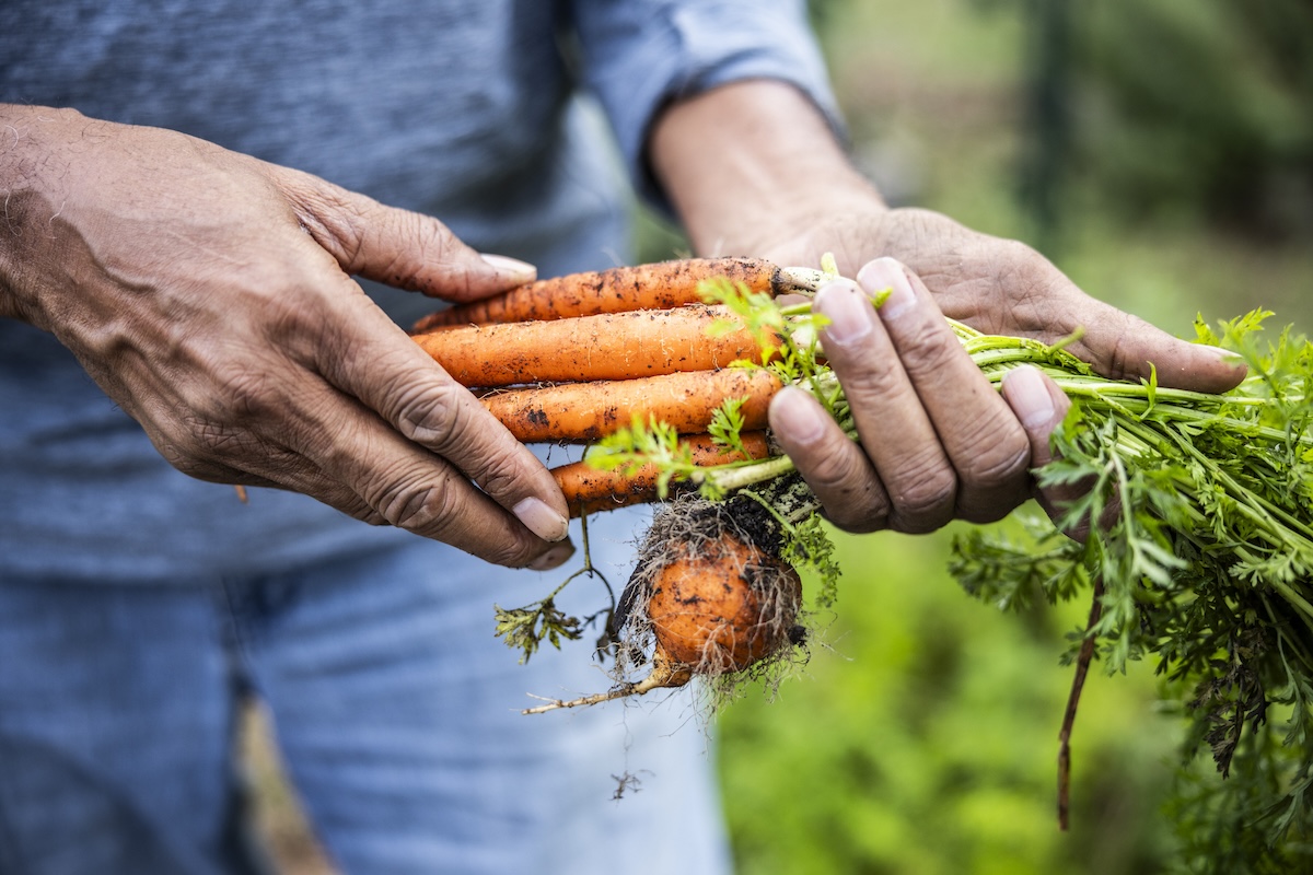 A gardener holding a bunch of carrots just harvested from a home garden.