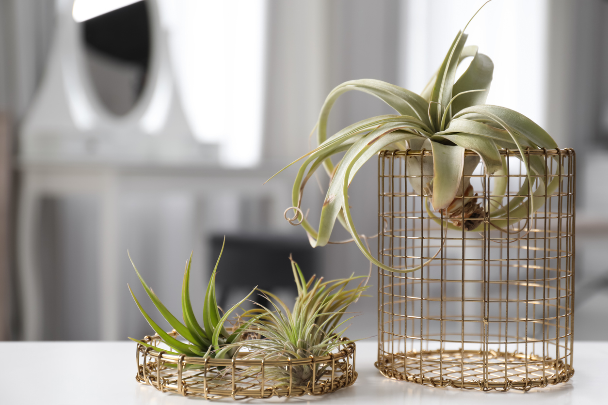 iStock-1320146972 houseplant tillandsia on tabe