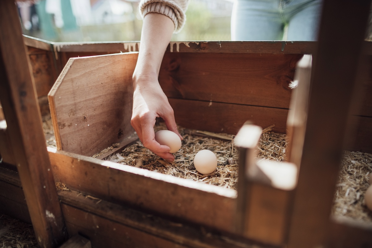 A person collecting fresh eggs from a backyard chicken coop.