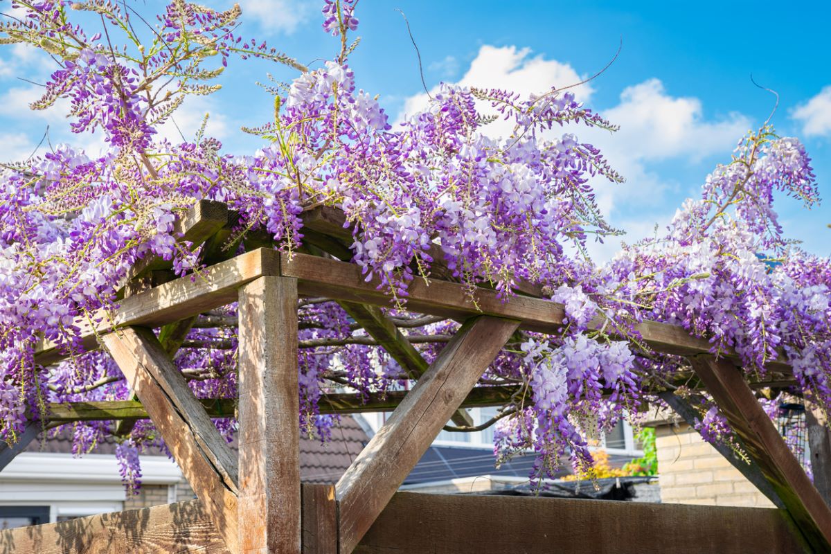 how to grow wisteria