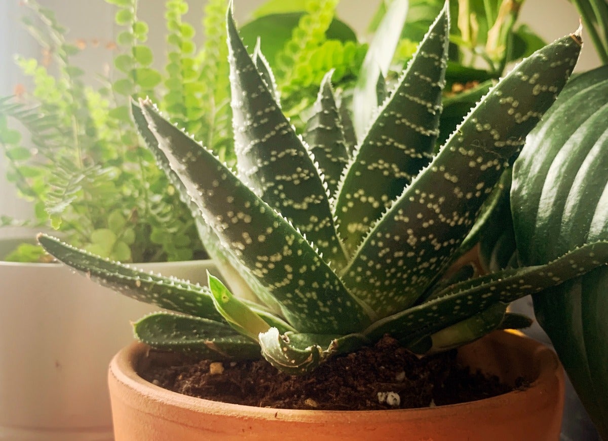 The 12 Hottest Houseplants for Your Home Office, According to the Masses