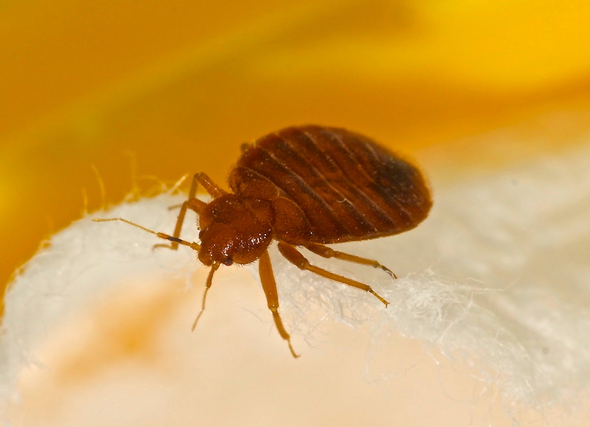 8 Pest-Control Myths You Shouldn’t Believe