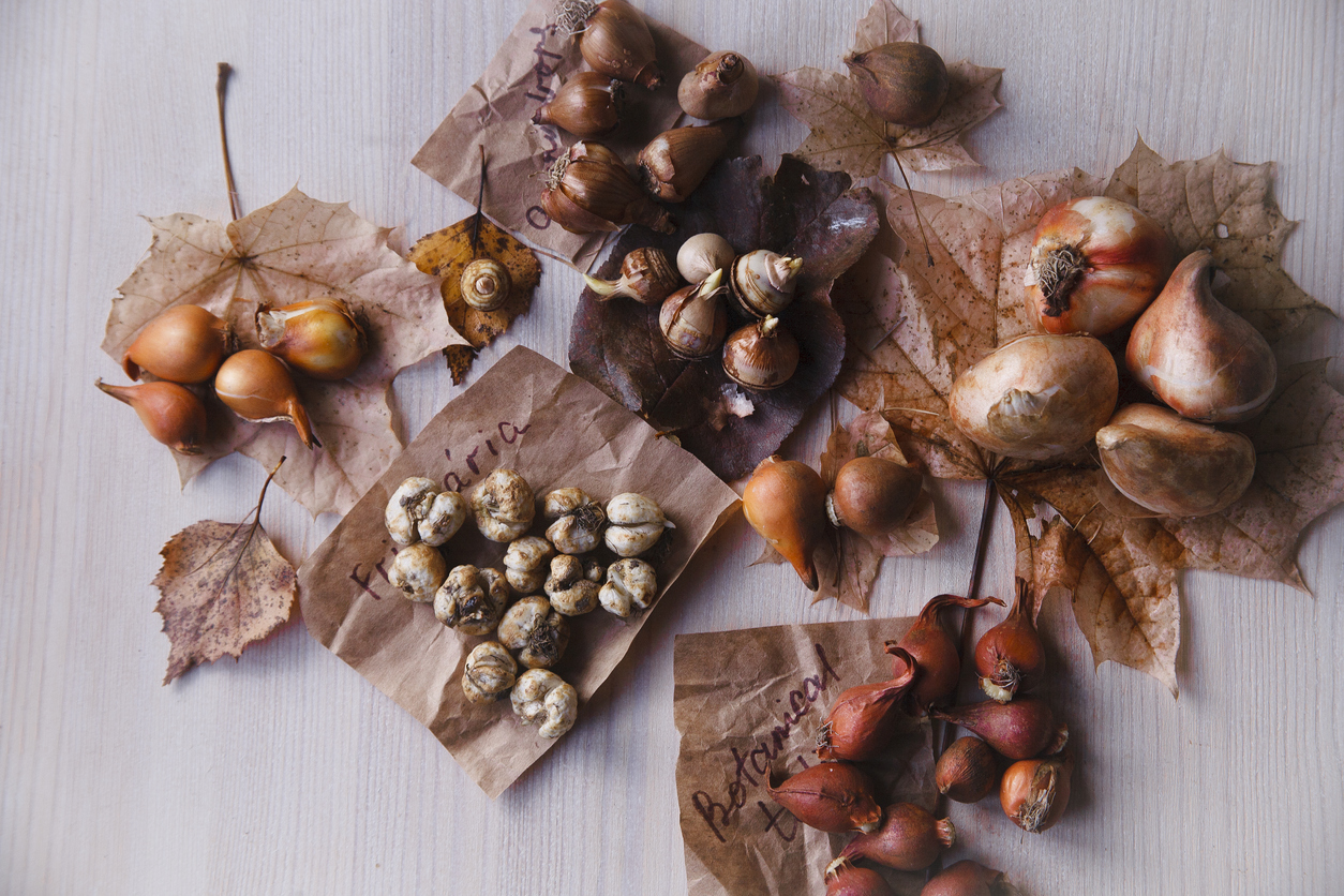 Les bulbes de différentes fleurs à bulbe à floraison printanière prêts à être plantés à l'automne dans le jardin, nature morte sur fond blanc, copy space, flat lay