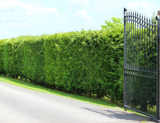 Fast-Growing Evergreen Trees - Leyland Cypress