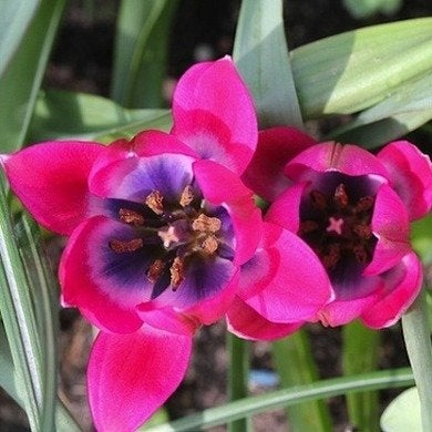 Botanical Tulips: Jewels of the Garden