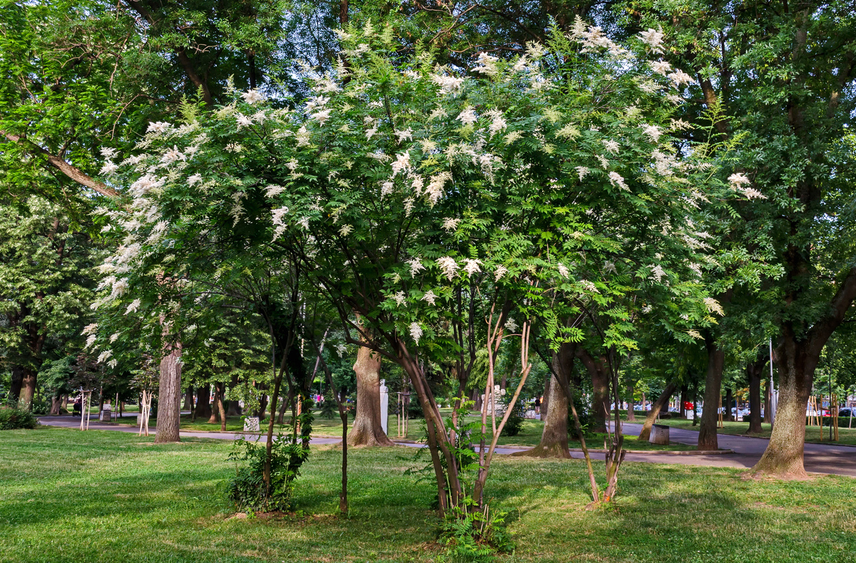 arbres en fleurs