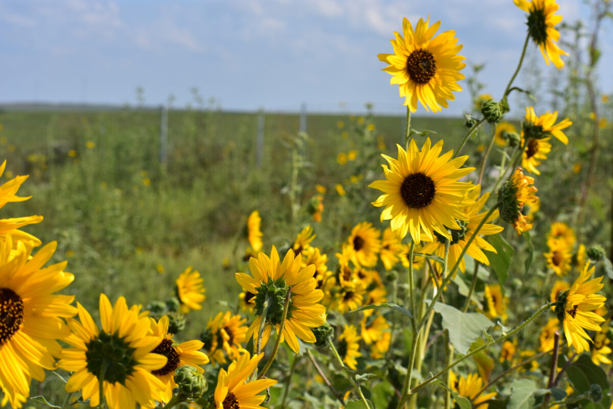 Sunflower Facts