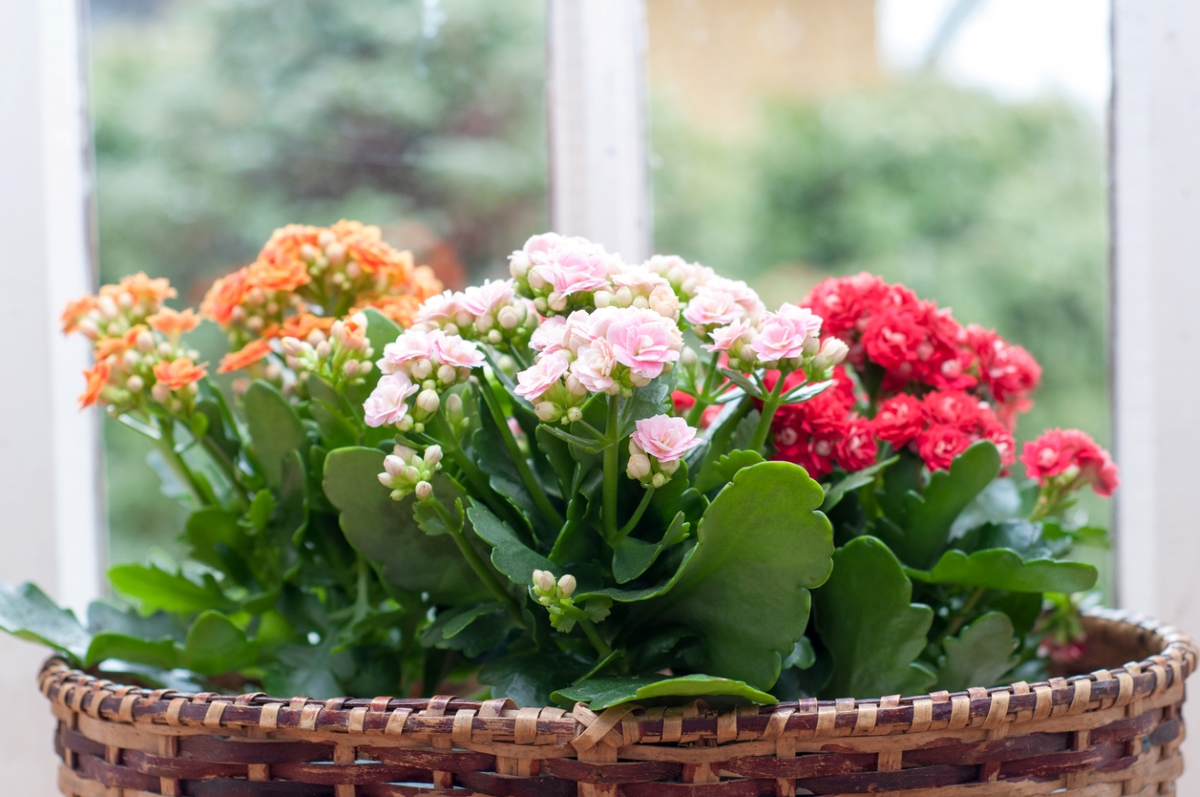 Kalanchoe flowers in different colors.