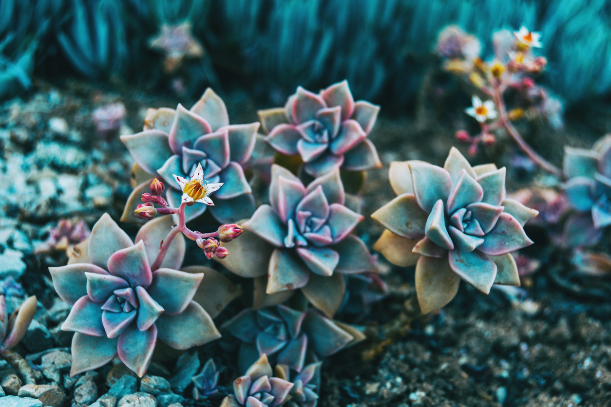 types of succulents ghost plant