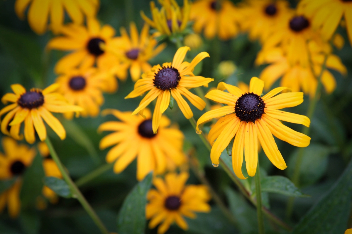 Black eyed susan yellow flowers