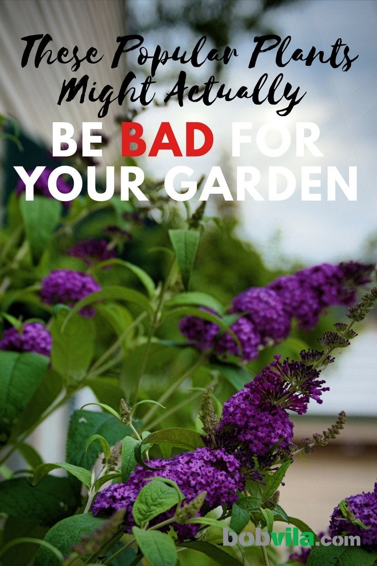 These Popular Plants Might Actually Be Bad for Your Garden