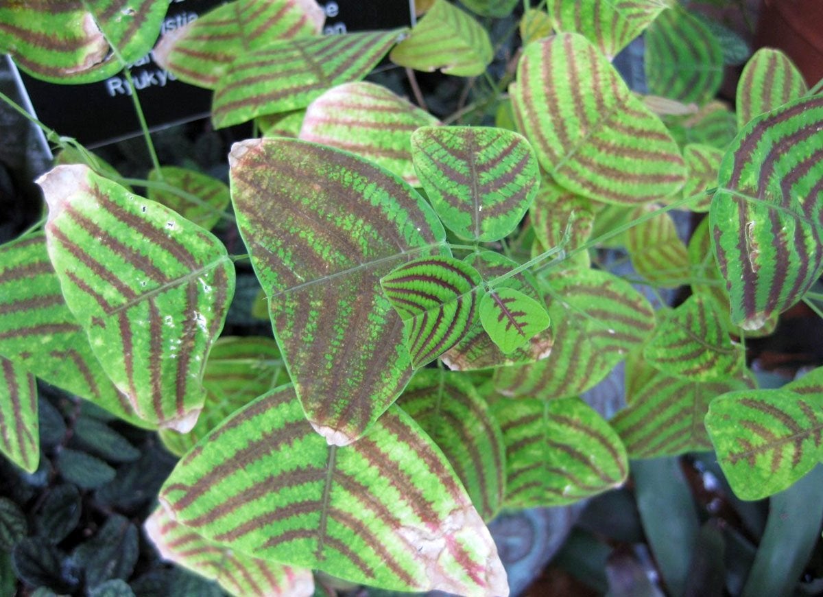 8 Exotic Houseplants You’ve Never Heard Of