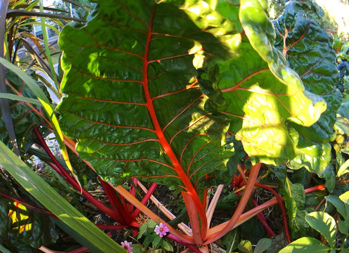 Le jardin indestructible : 15 légumes et herbes aromatiques qui s'épanouiront dans votre espace