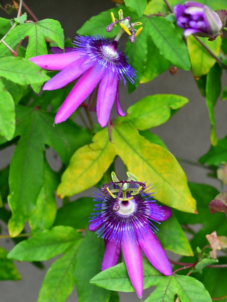 Flowering Climbers: 8 Cures for the Common Garden