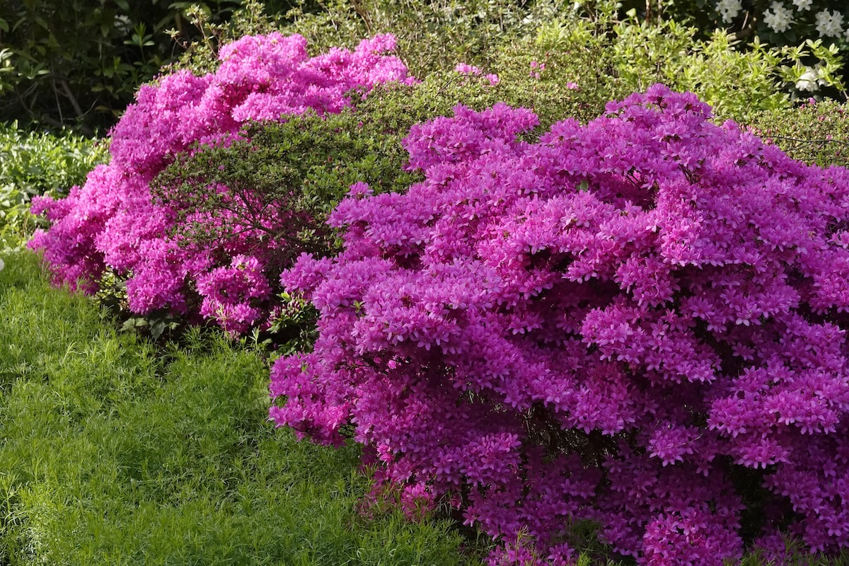 Flowering bright purple azalea bush. 