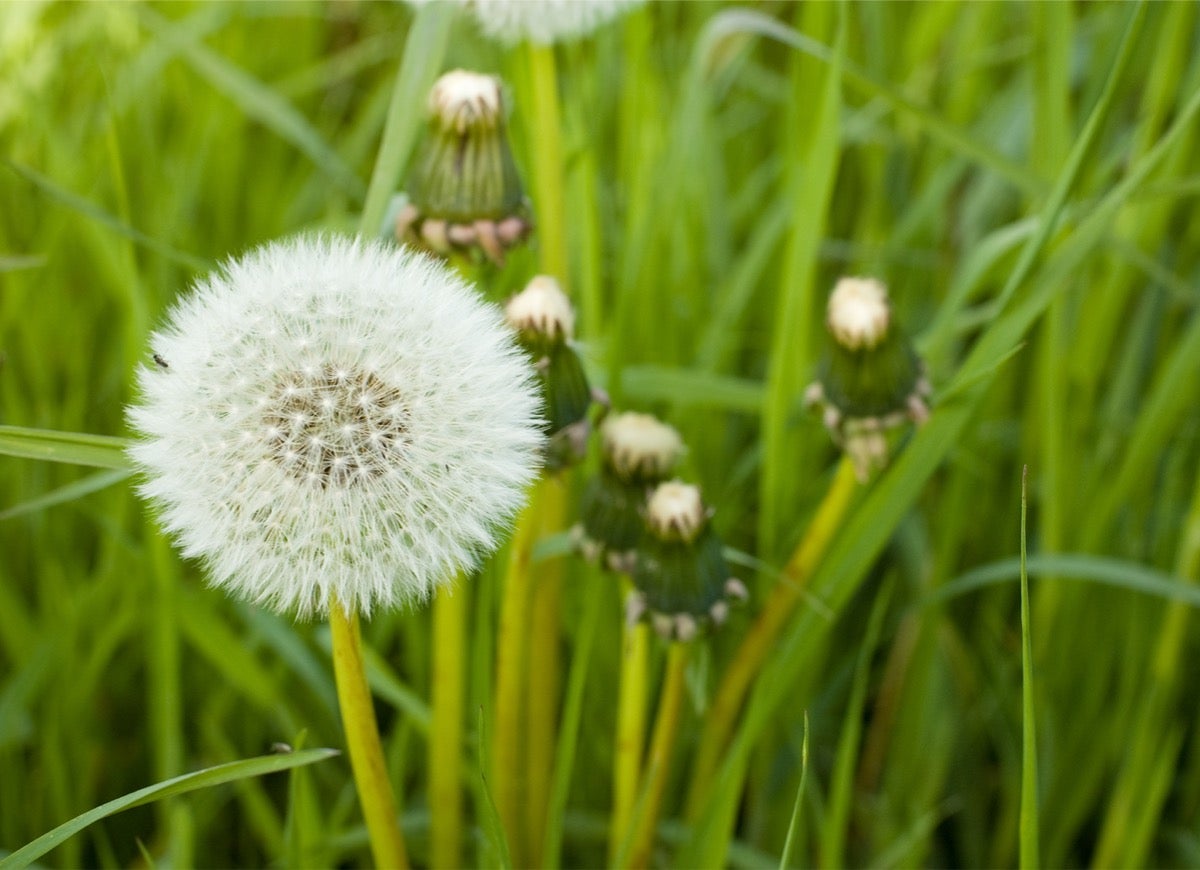 10 Ways to Make Your Garden More Bee-Friendly