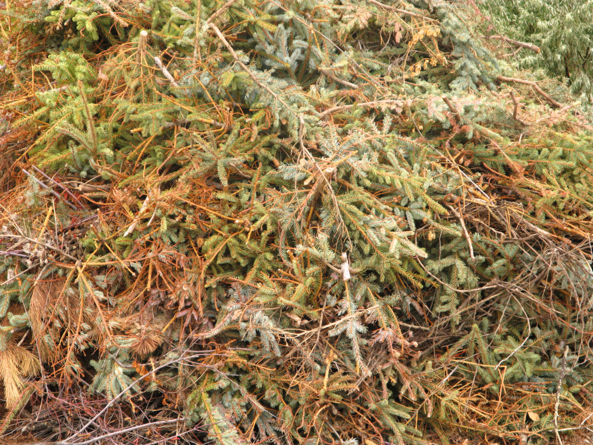 Days after Christmas a pile of discarded Christmas trees.