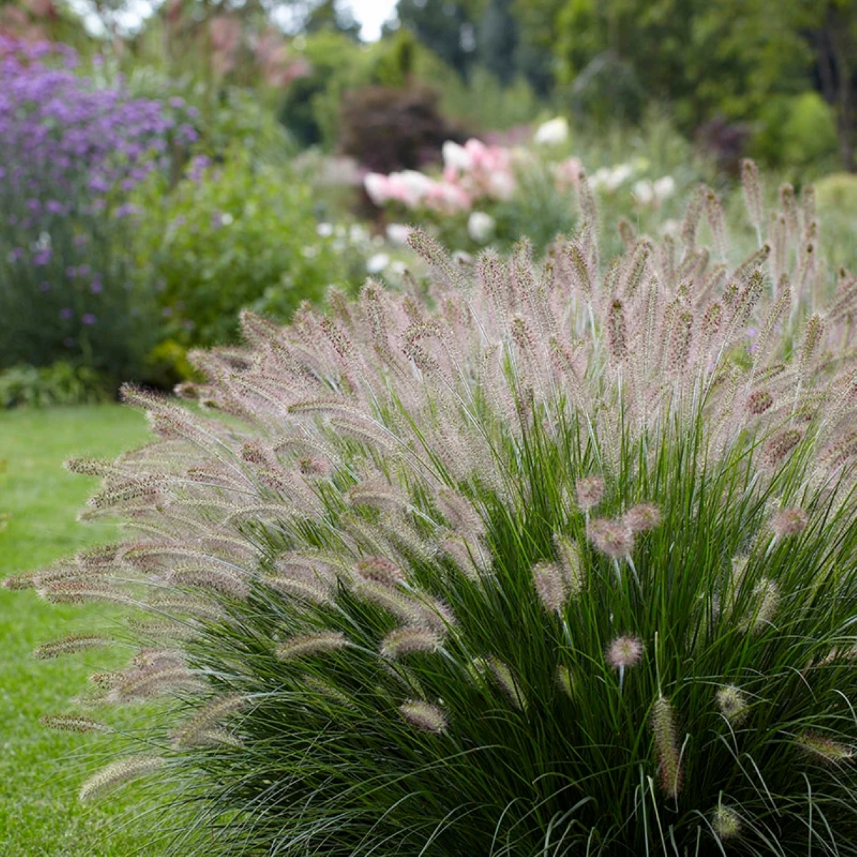 Large fountain grass with pale wheat shaped heads.