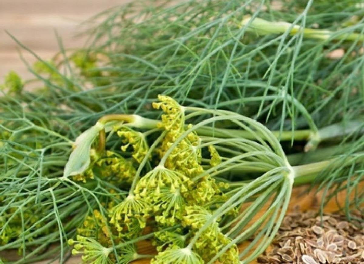 Le jardin indestructible : 15 légumes et herbes aromatiques qui s'épanouiront dans votre espace