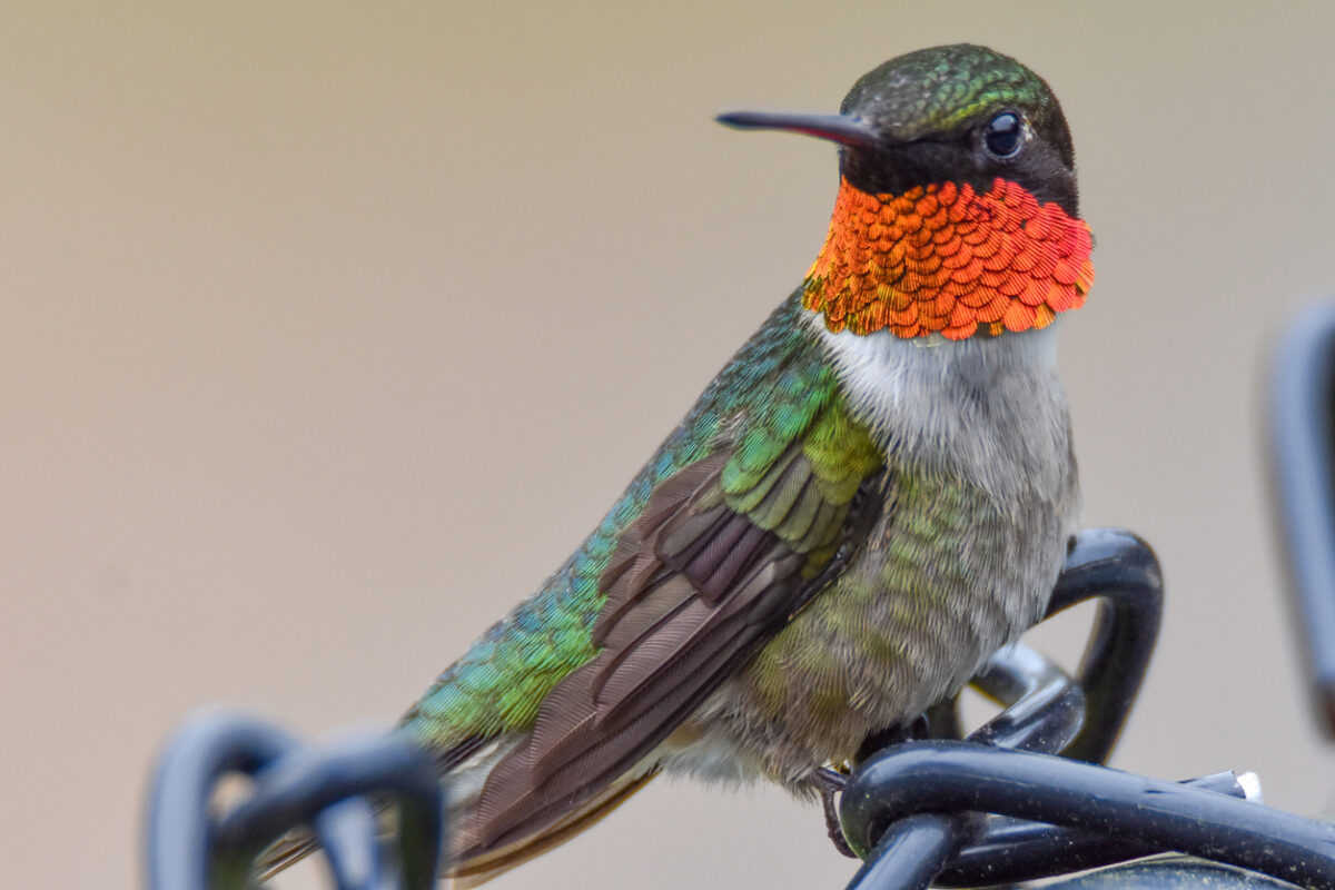 hummingbird facts