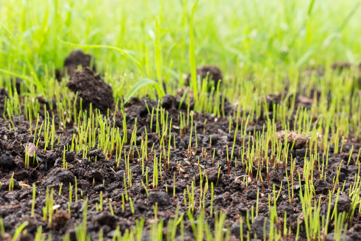 Young grass growing from dirt