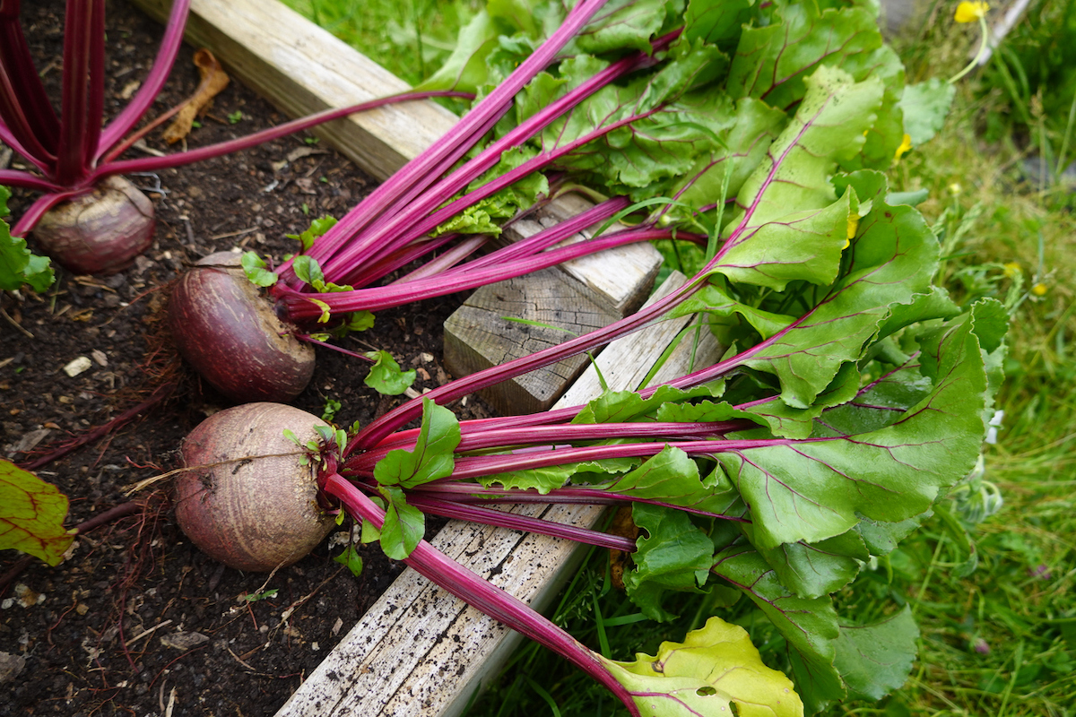 betteraves récoltées dans un jardin familial