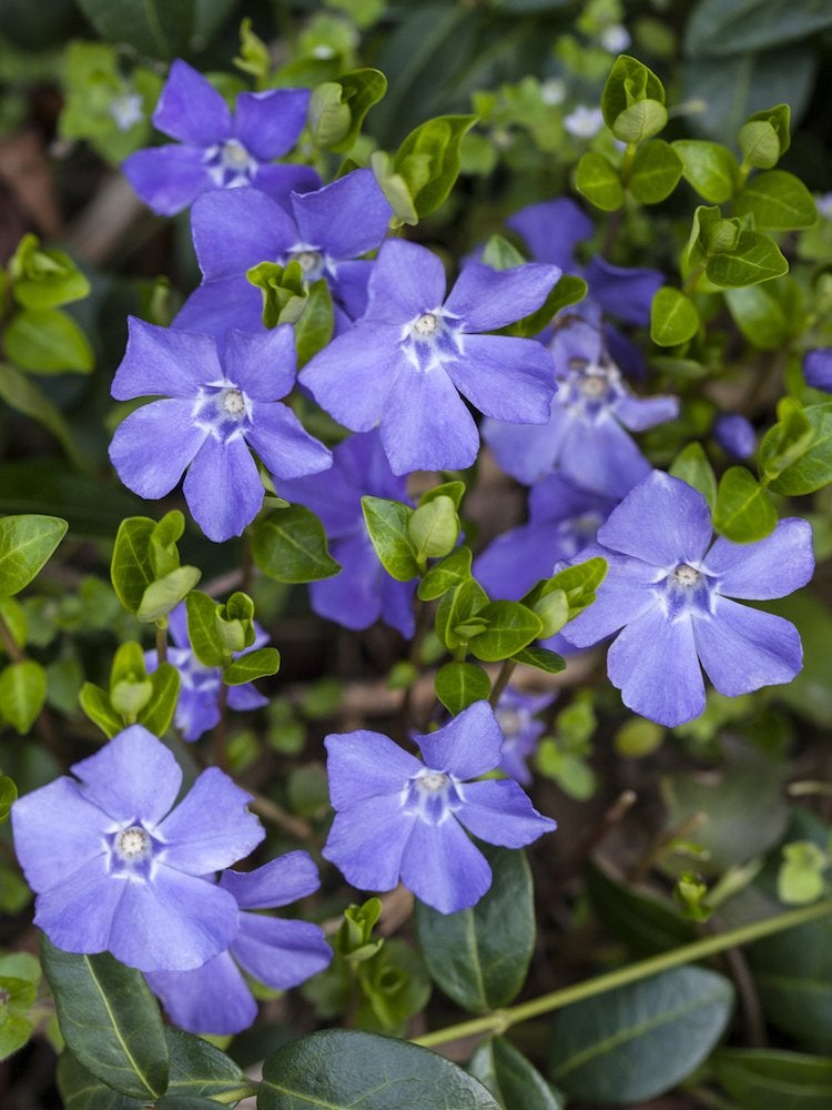 25 No-Effort Plants for a Foolproof Landscape