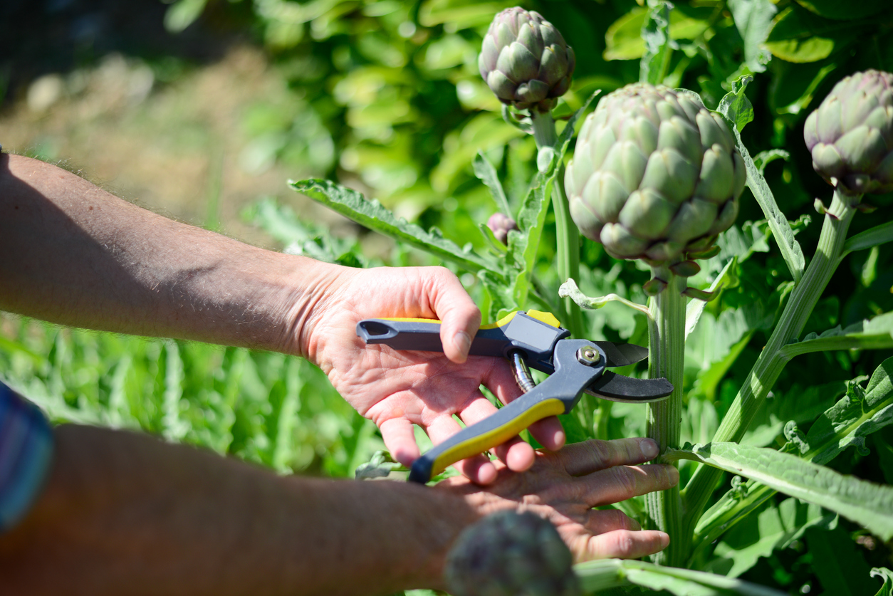 Hand cutting artichoke off of plant with clippers.