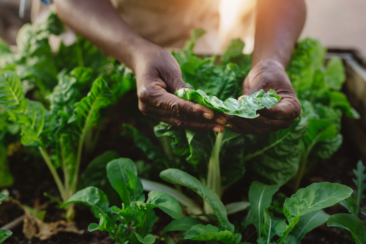 woman's hands examining spinach leaves in garden bed