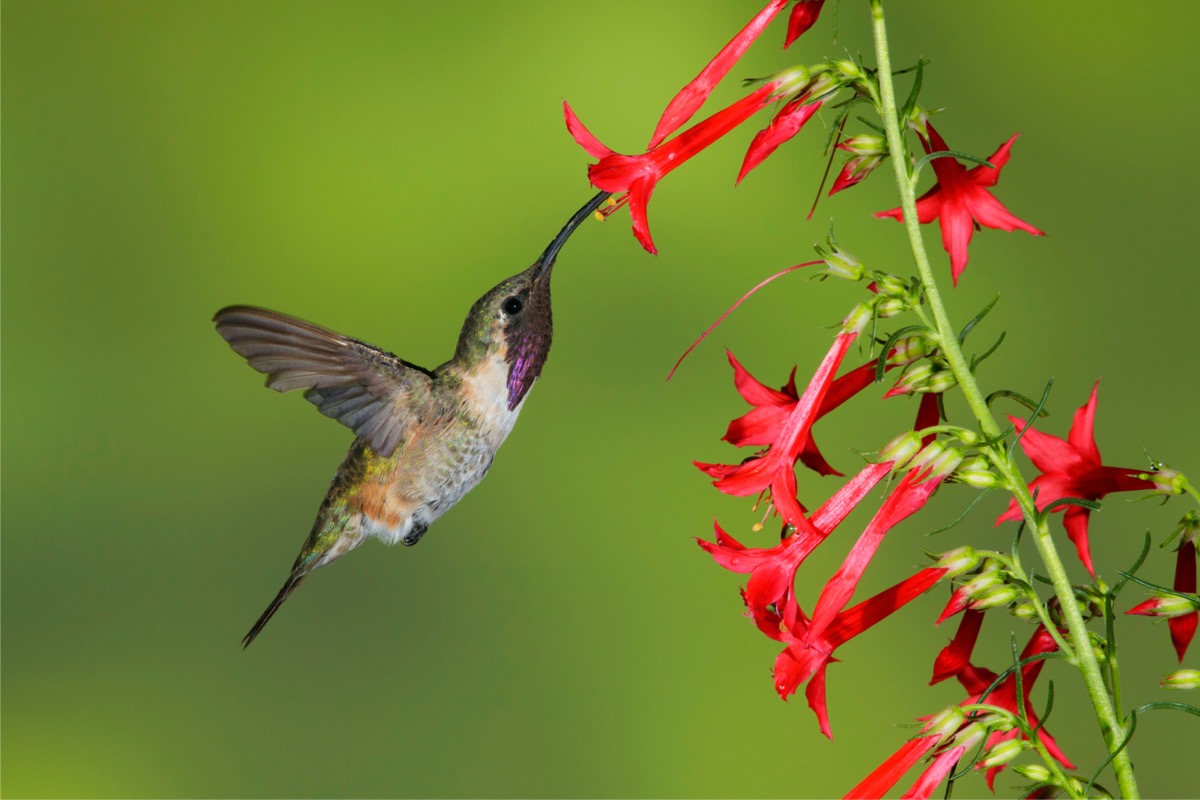 types de colibris