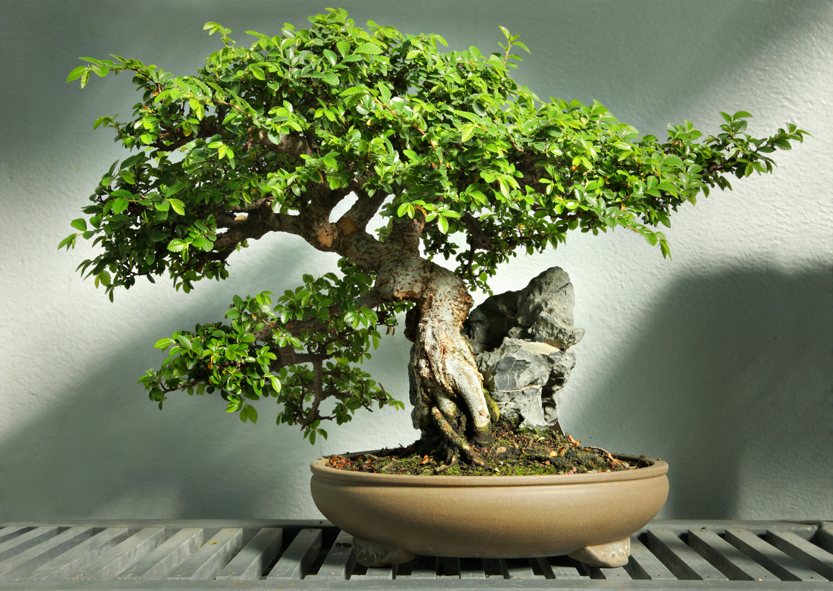 types of bonsai trees