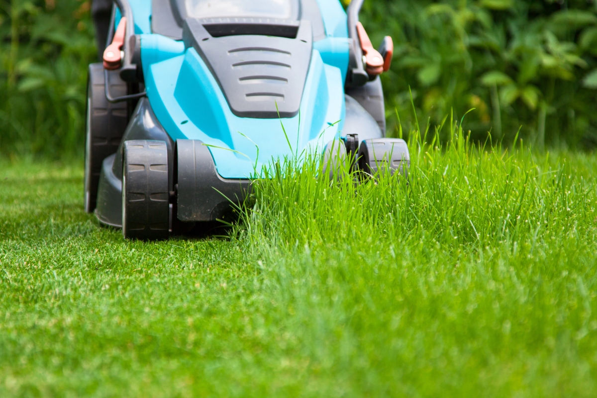 A blue lawn mower is used to cut tall grass.