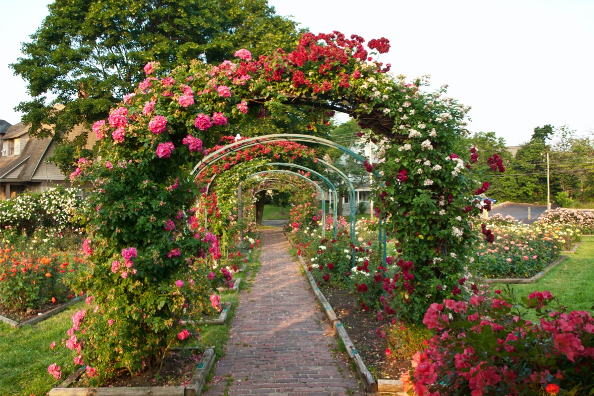 A stone pathway covered with rose-wrapped trellises.