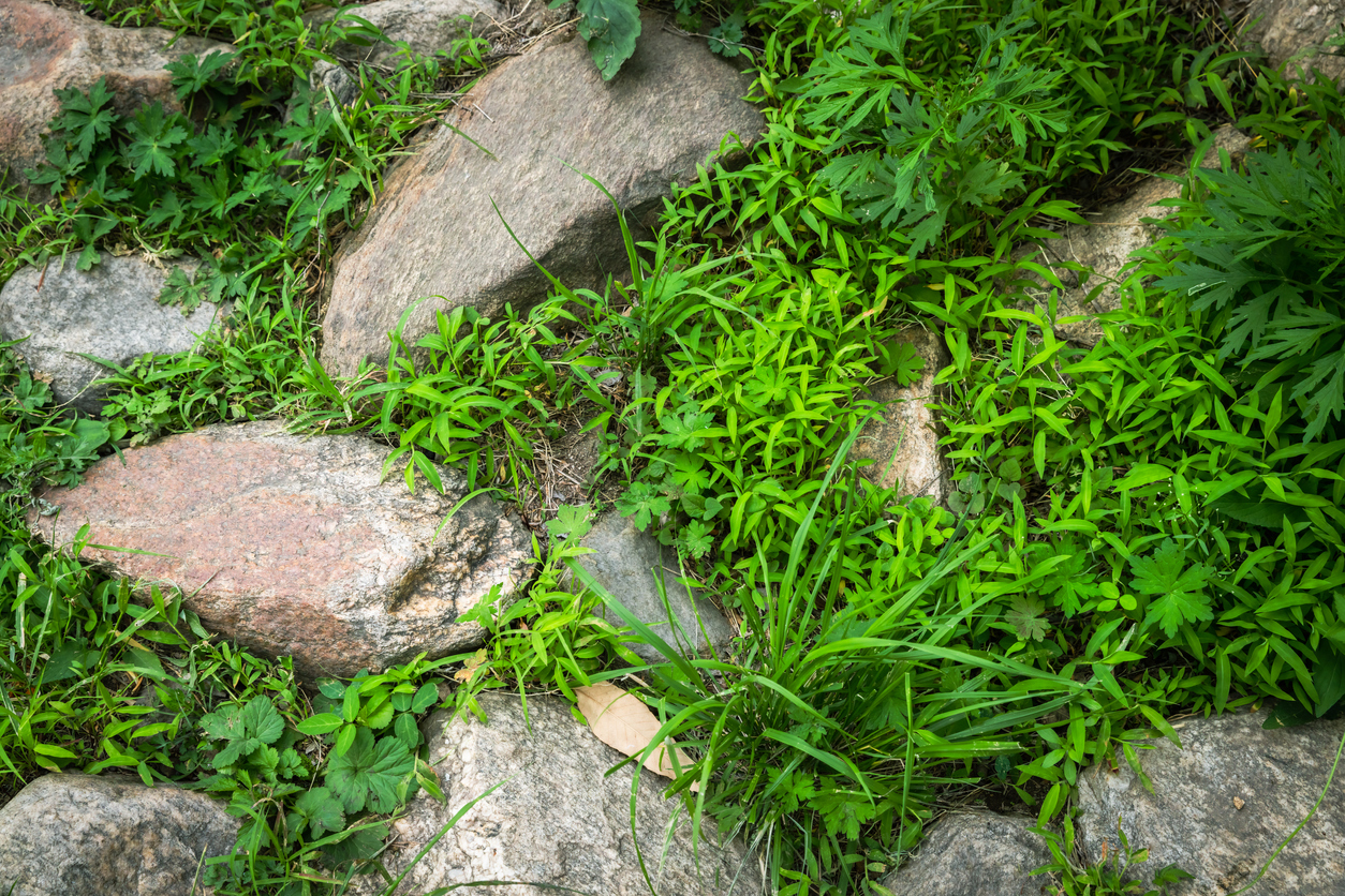 vue aérienne de plusieurs rochers dans l'herbe