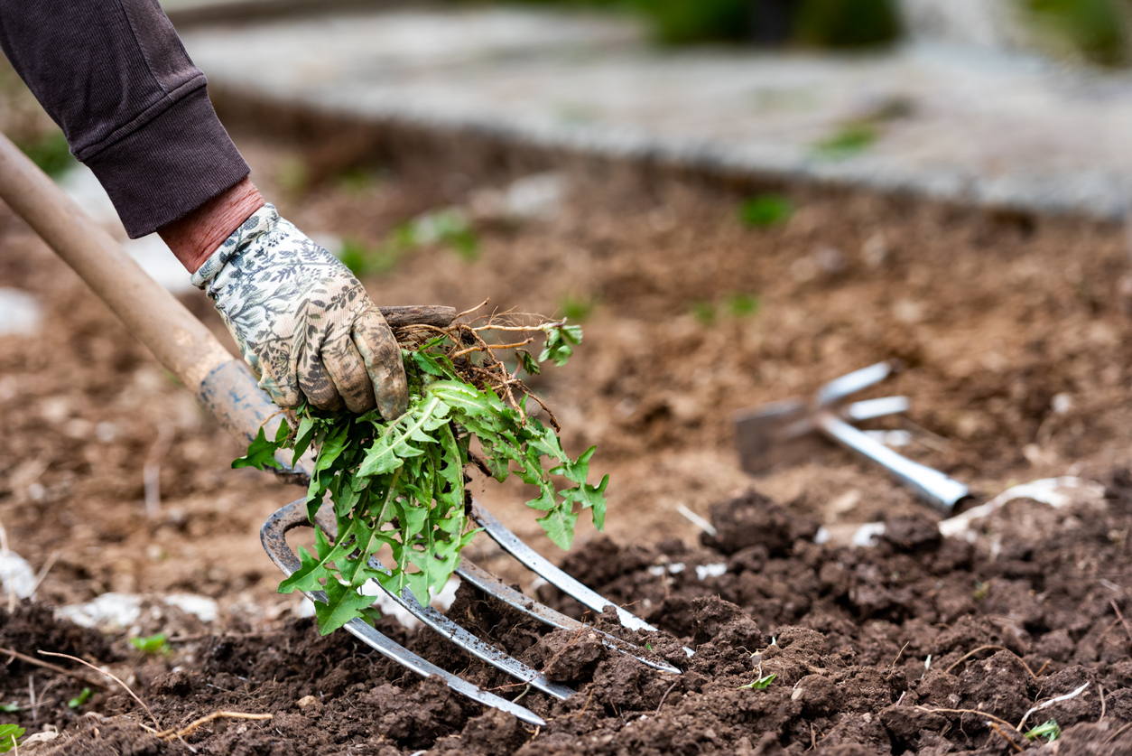 gloved gardener using fork to pull up weeds in garden