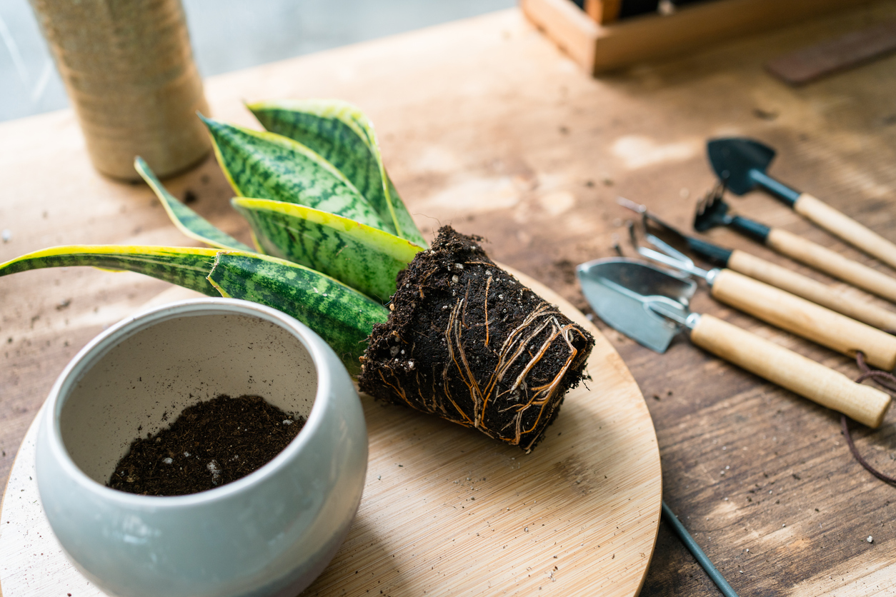 iStock-1325768897 Snake Plant Care Getting Snake Plant Ready to Propegate